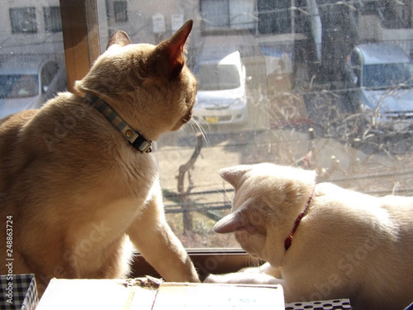 Fototapeta 日向ぼっこ