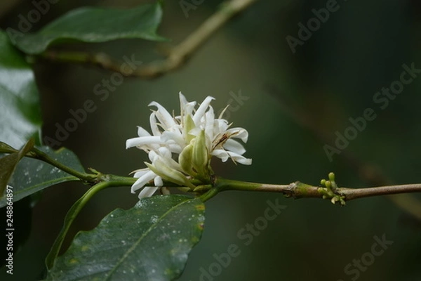 Obraz top quality raw coffee beans