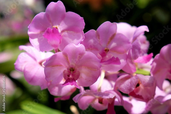 Fototapeta pink orchid flowers closeup