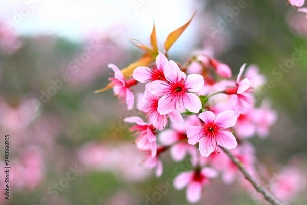 Fototapeta Close up, Cherry blossom branch