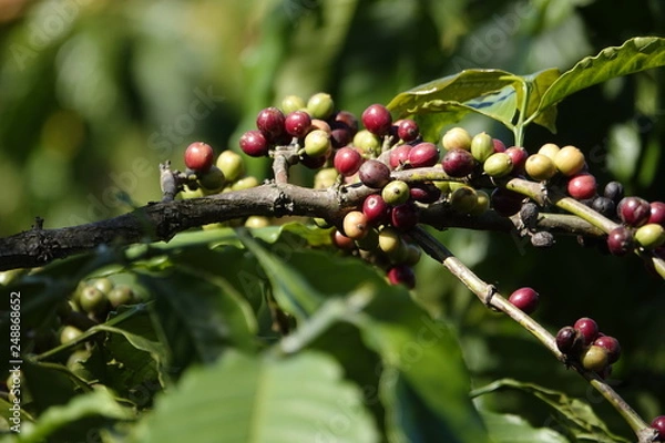 Obraz colorful coffee berries 
