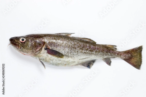 Fototapeta 真鱈