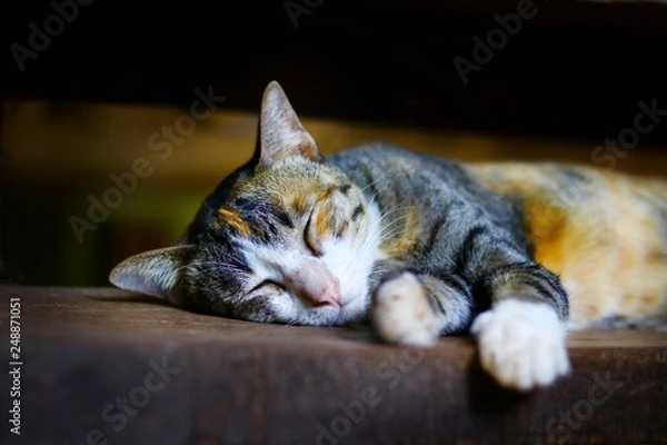 Fototapeta A cute asian cat is sleeping on the wooden table