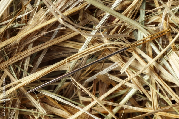 Obraz needle in a haystack photo