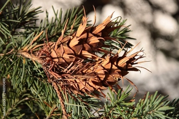 Fototapeta cones of spruce tree