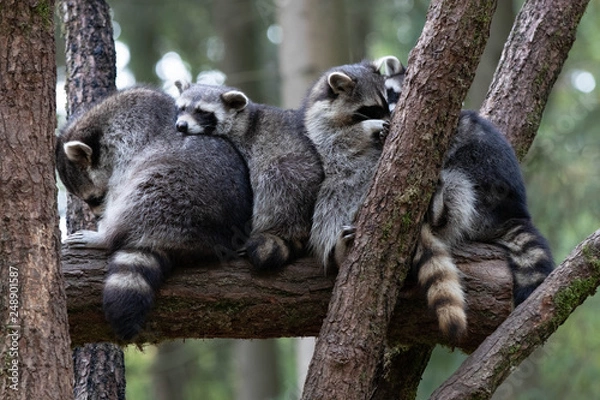 Obraz Racoon Group II