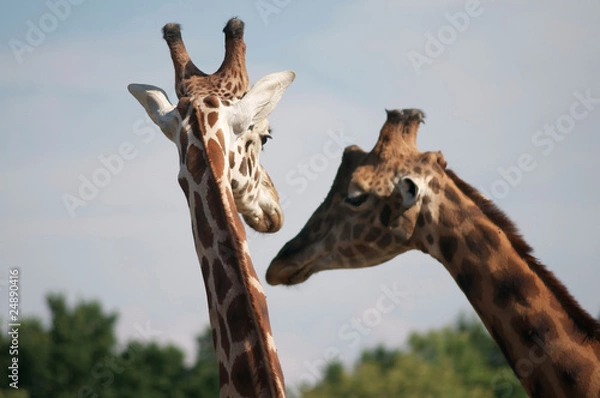 Fototapeta girafe