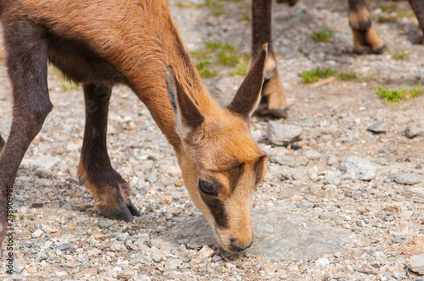 Fototapeta camoscio, chamois