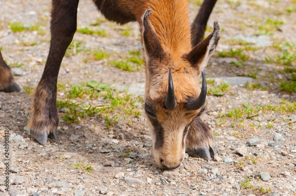 Fototapeta camoscio, chamois