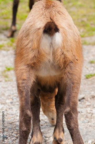 Obraz camoscio, chamois