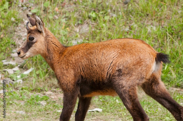 Fototapeta camoscio, chamois