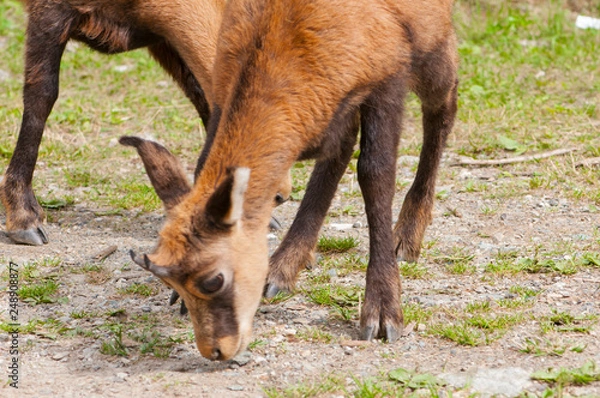 Fototapeta camoscio, chamois