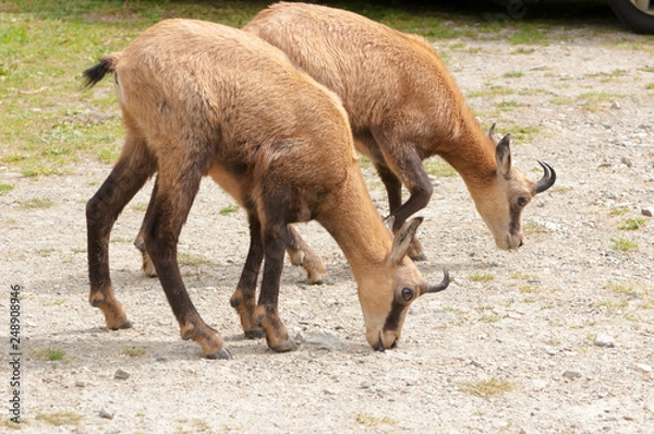 Fototapeta camoscio, chamois