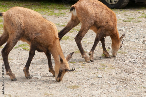 Fototapeta camoscio, chamois