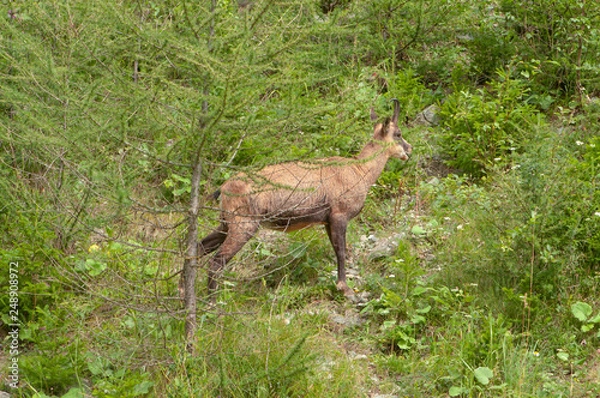 Fototapeta camoscio, chamois