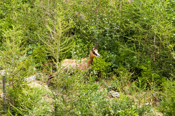 Fototapeta camoscio, chamois