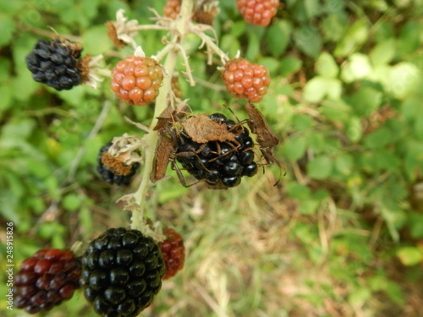 Obraz more invase da cimici