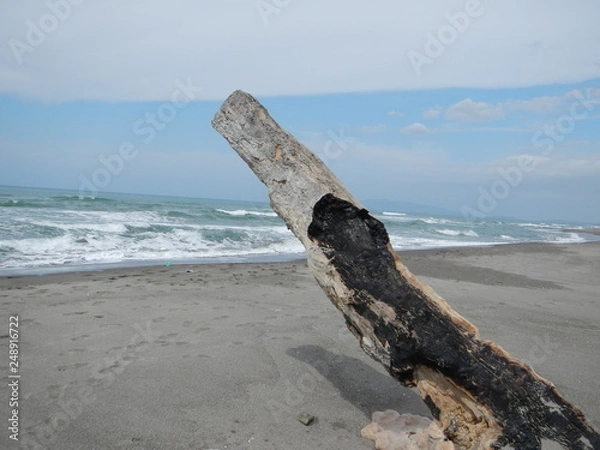 Obraz tronco sulla spiaggia