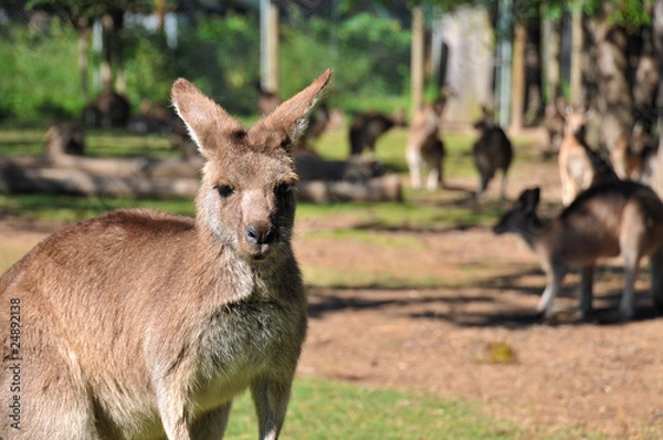 Fototapeta Kangaroo reserve