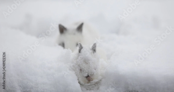 Fototapeta two rabbits in winter