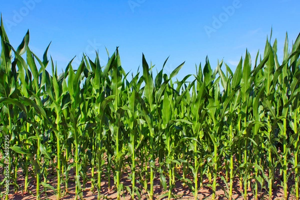 Obraz green maize field