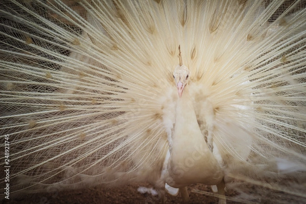 Fototapeta Beautiful white peafowl with feathers out. White male peacock with spread feathers. Albino peacock with fully opened tail.