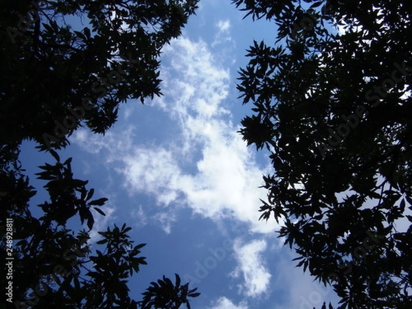 Obraz nuvole tra gli alberi