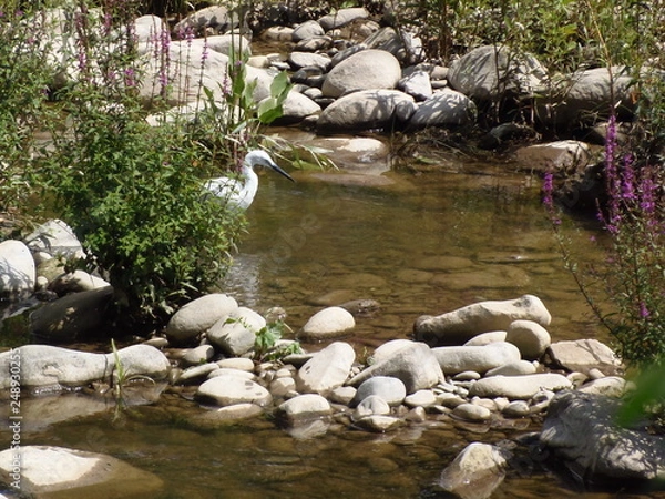 Obraz airone bianco a caccia