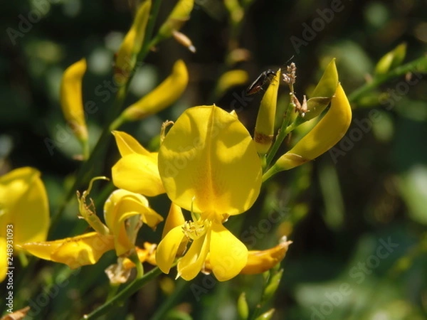 Obraz fiore di ginestra