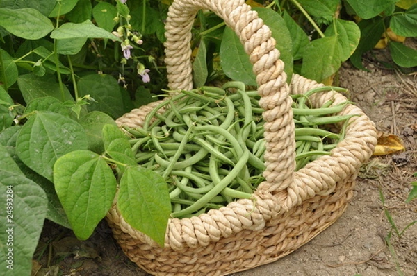 Obraz panier de haricots verts