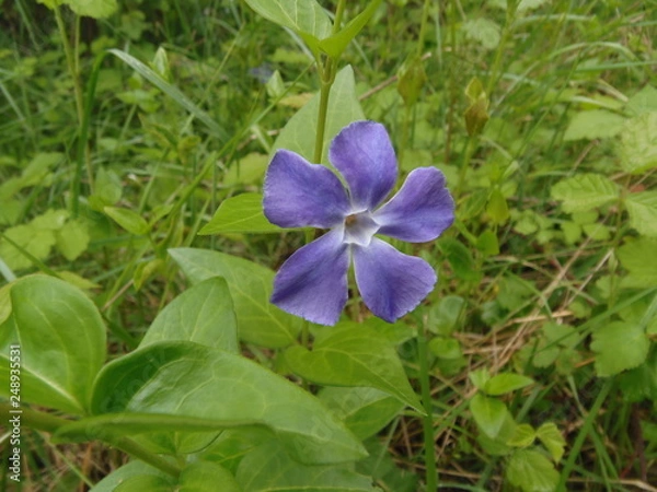 Fototapeta viola selvatica