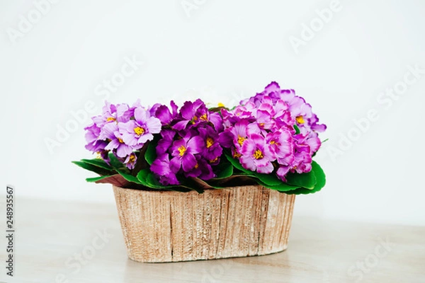 Obraz flowers on light background