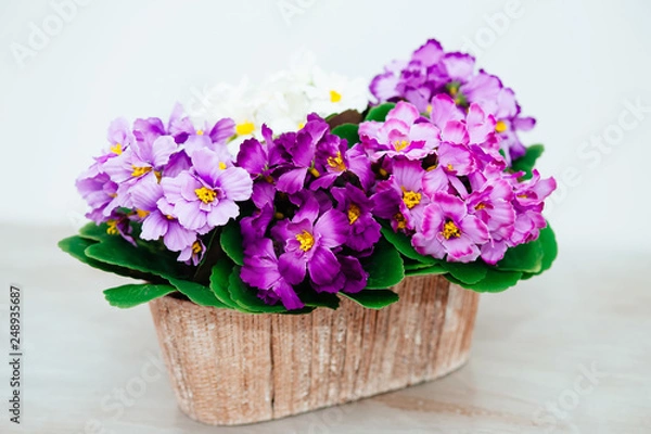 Obraz flowers on light background