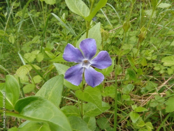 Obraz fiore viola