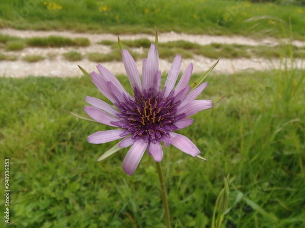 Obraz fiore di campo