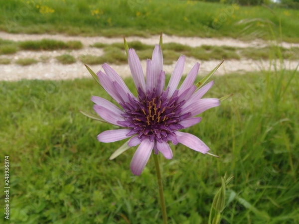 Obraz fiore di campo