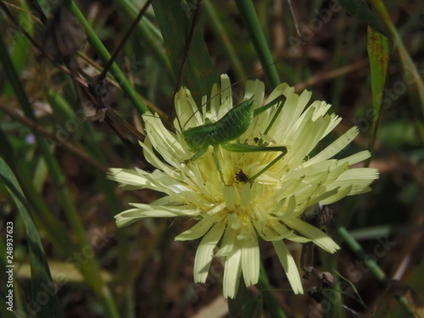 Obraz grillo su fiore