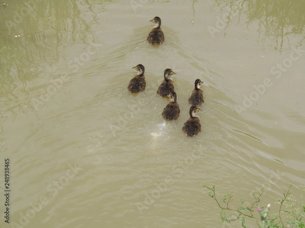 Obraz piccoli di germano