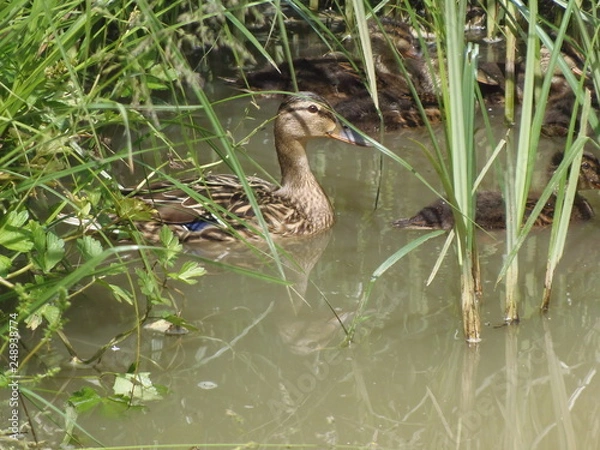 Obraz germano con prole
