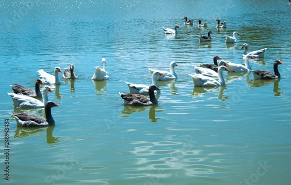 Fototapeta gansos na agua