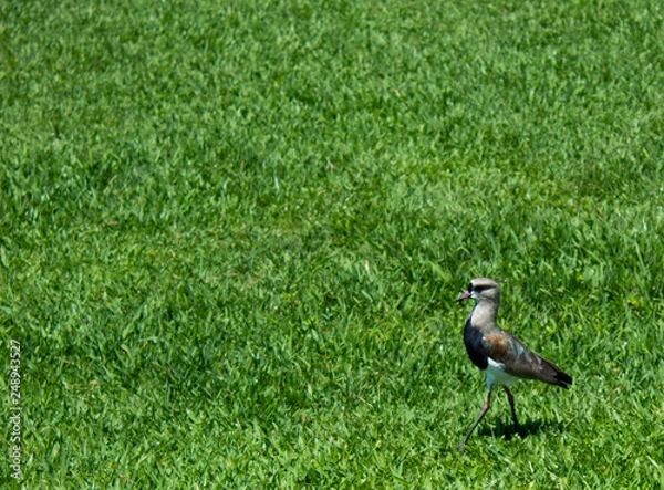 Fototapeta passaro no jardim