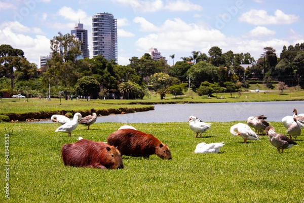 Fototapeta prque com capivaras