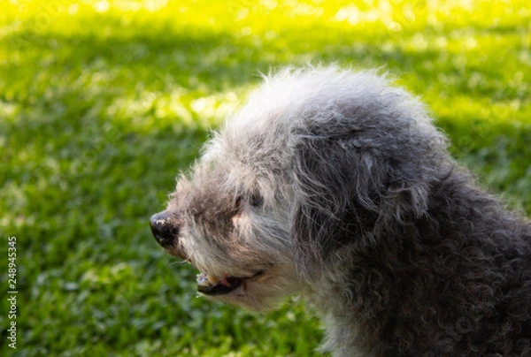 Fototapeta cachorro de perfil