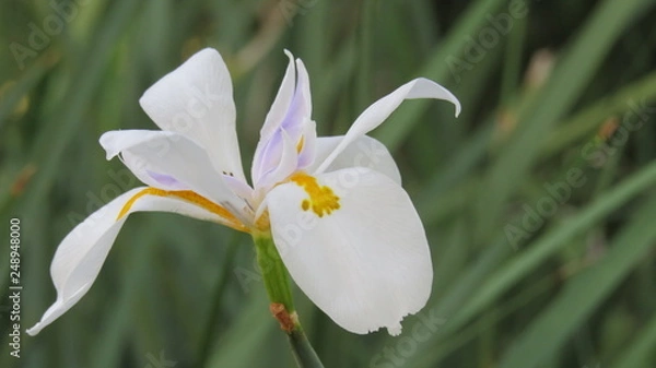 Fototapeta orquidea blanca