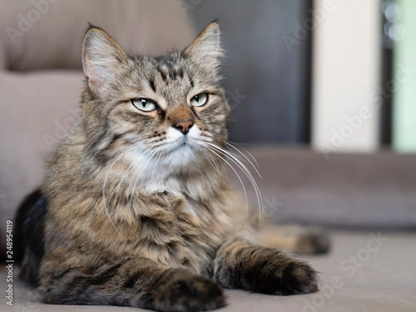 Obraz cat with green eyes