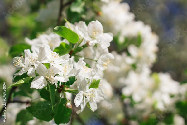 Obraz цветущая яблоня
