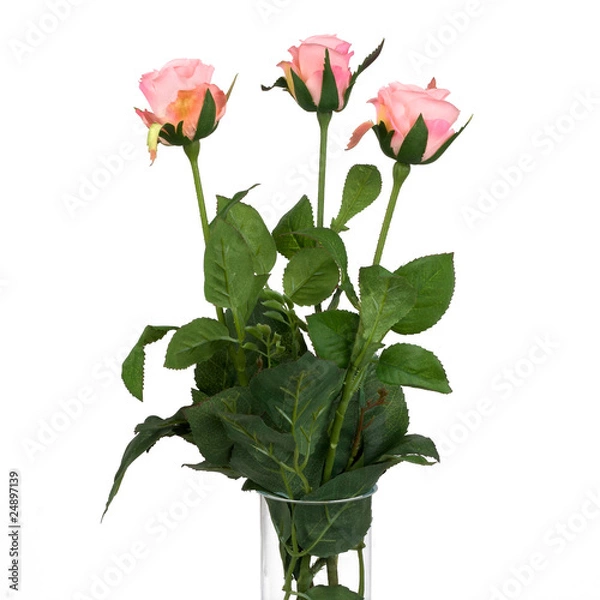 Fototapeta Pink roses