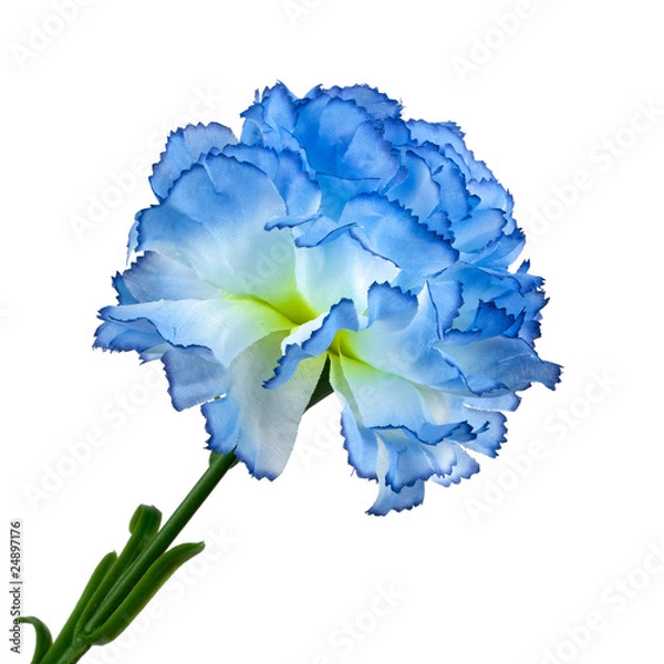 Fototapeta Blue flower