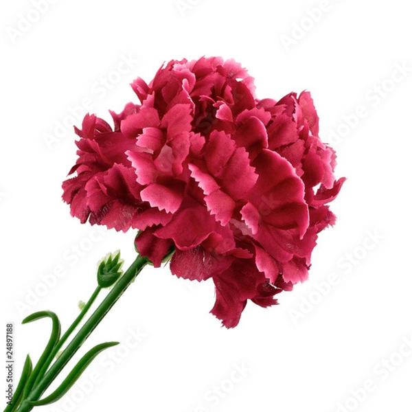 Fototapeta Red flower