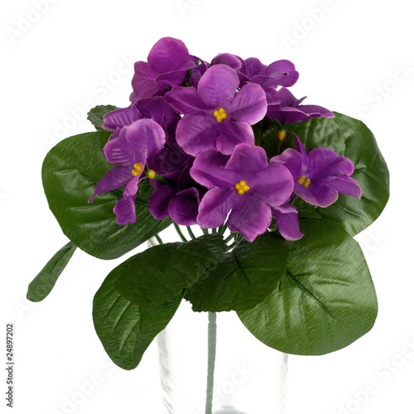 Fototapeta Purple flower